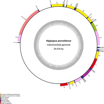 Molecular phylogeny and divergence time estimates for native giant clams (Cardiidae: Tridacninae) in the Asia-Pacific: Evidence from mitochondrial genomes and nuclear 18S rRNA genes